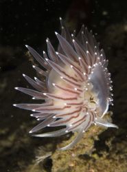 Nudibranch in Hood Canal, Washington. by S Williamson 